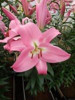 [5160 Tabledance Mak2L No01.JPG]